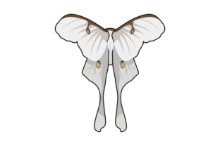 Why Butterfly Illustrations - White is More Than Just a Pretty Picture